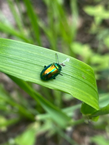 Dead-nettle Leaf Beetle
