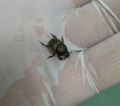 Onthophagus vacca
