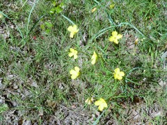 Oenothera berlandieri