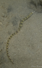 Corythoichthys flavofasciatus