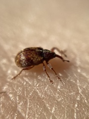 Anthonomus pedicularius