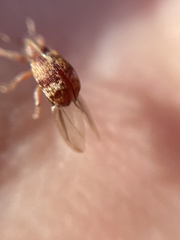 Anthonomus pedicularius