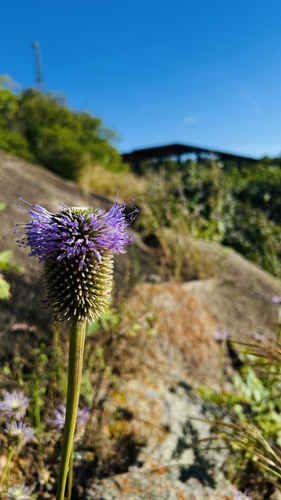 Chresta pacourinoides
