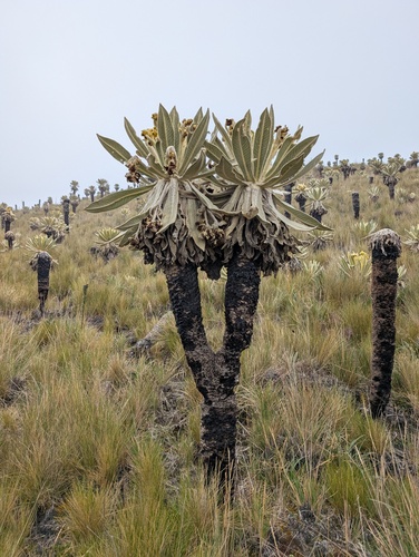 Espeletia pycnophylla, photograph 2