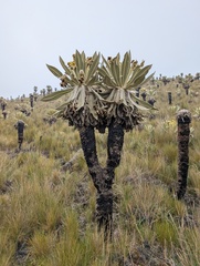 (c) Yuri Sofronov, some rights reserved (CC BY) Espeletia pycnophylla, photograph (c) Yuri Sofronov, some rights reserved (CC BY)
