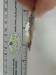 Sagittunio subrostratus