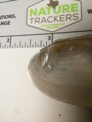 Sagittunio subrostratus