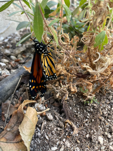Monarch Butterfly