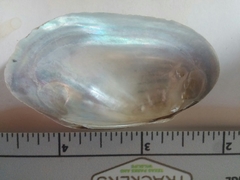 Sagittunio subrostratus