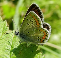 Aricia artaxerxes allous