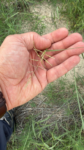 Sand Dropseed