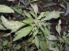 Chenopodium