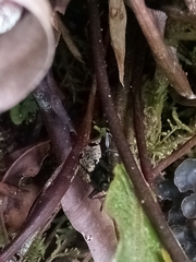 Cypherotylus elevatus