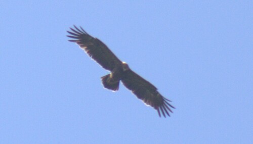 Aigle pomarin
