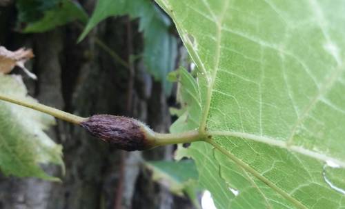 Grape Leaf Petiole Gall