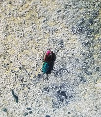 Chrysis terminata