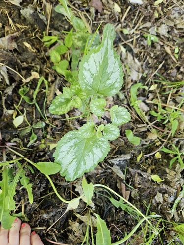 yellow archangel