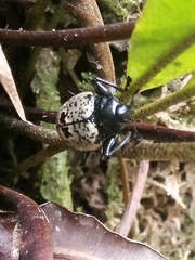 Cypherotylus elevatus