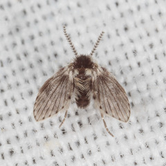 Lepiseodina conspicua