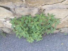 Parietaria