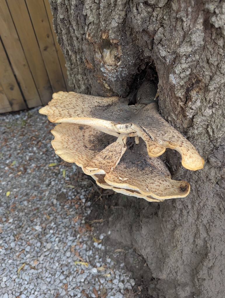 Dryad's Saddle · June 2026 · photo: Photo: (c) Rowen, some rights reserved (CC BY) · iNaturalist