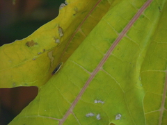 Dilobopterus costalimai