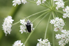Rhagiini