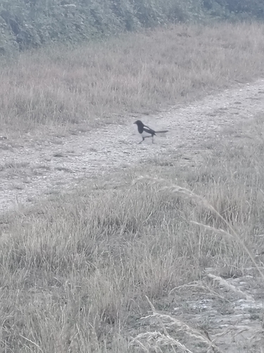 Eurasian Magpie