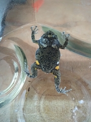 Kaloula baleata