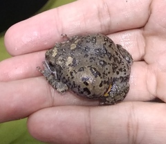 Kaloula baleata