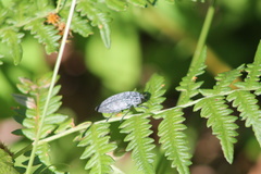 Buprestis lyrata