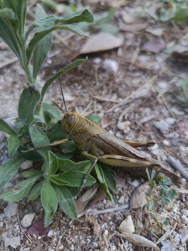 Egyptian Bird Grasshopper