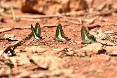 Graphium teredon