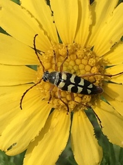 Typocerus sinuatus