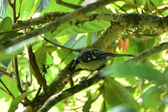 Machlolophus aplonotus