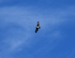 Buteo solitarius