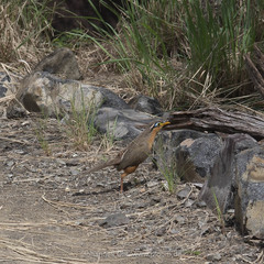 Morococcyx erythropygus