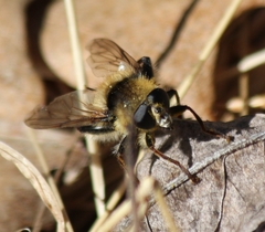 Criorhina verbosa
