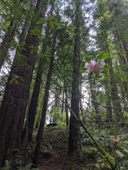 Rhododendron macrophyllum