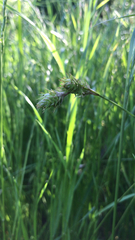 Carex tetrastachya
