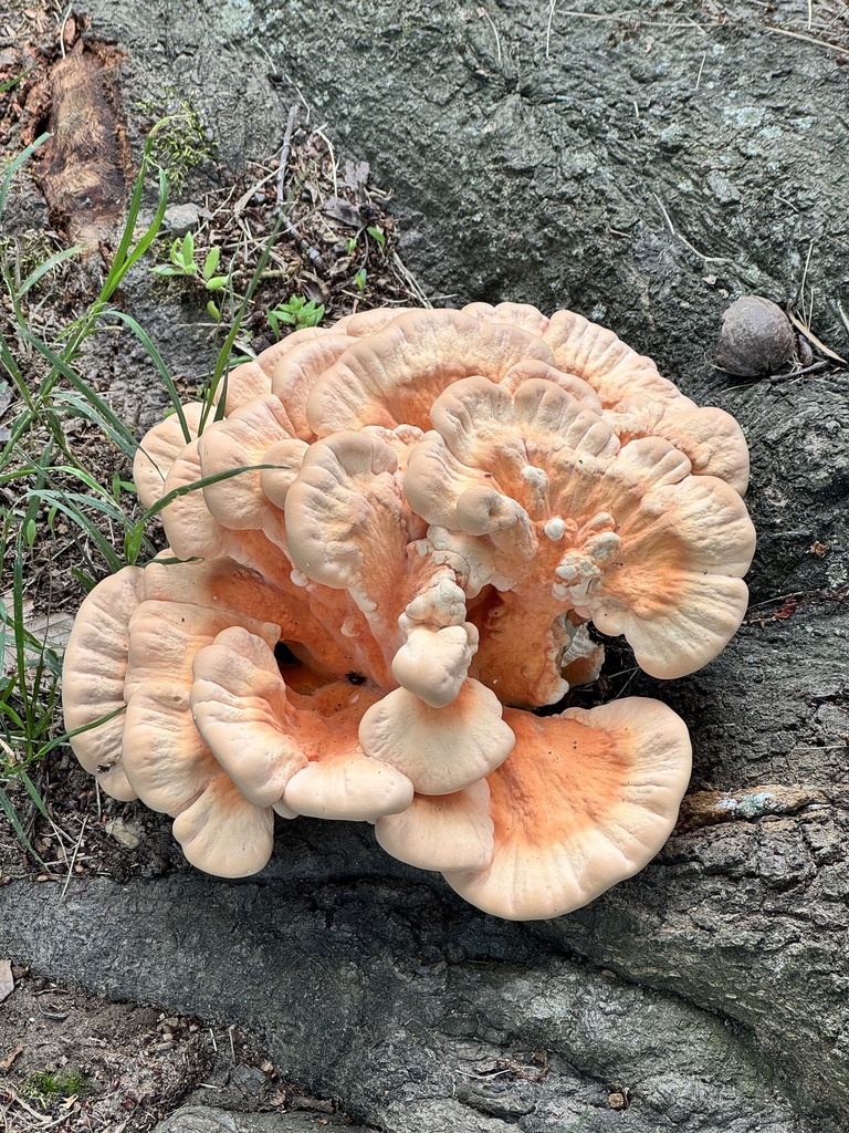 White-pored Chicken of the Woods · June 2026 · photo: Photo: (c) Annie Weissman, some rights reserved (CC BY) · iNaturalist