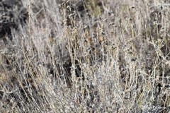 Gypsophila struthium