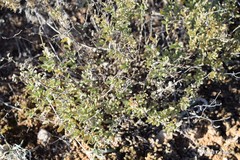 Helianthemum squamatum