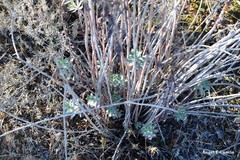 Euphorbia nicaeensis