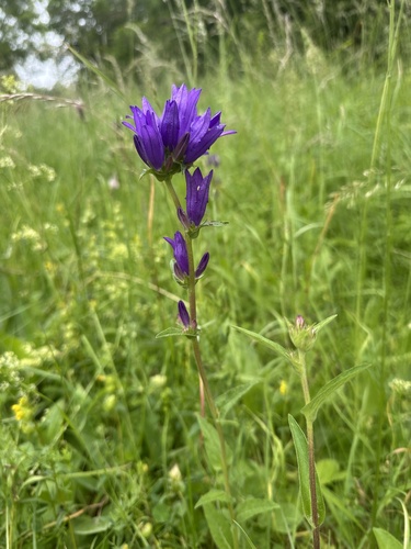 clustered bellflower