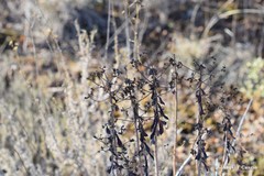 Euphorbia nicaeensis