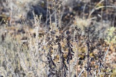 Euphorbia nicaeensis