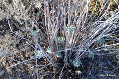 Euphorbia nicaeensis