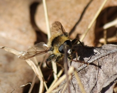 Criorhina verbosa