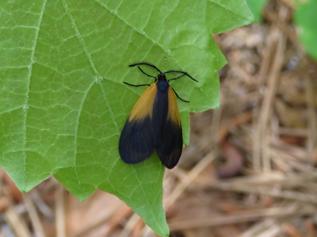 Orange-patched Smoky Moth from Lexington County, SC, USA on April 18 ...